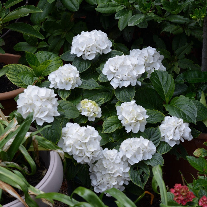 Sister Theresa Hydrangea with crisp white mophead flowers