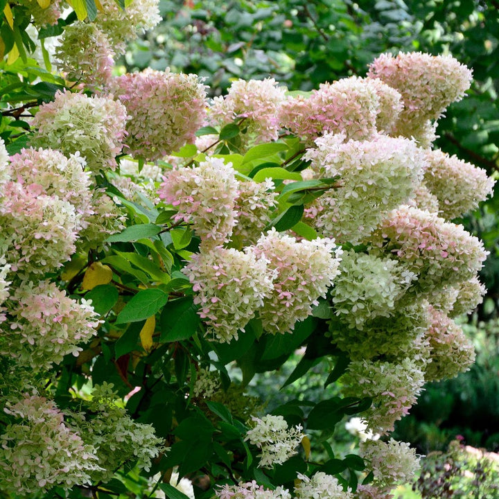 Bobo Hydrangea covered with white panicles aging to pink