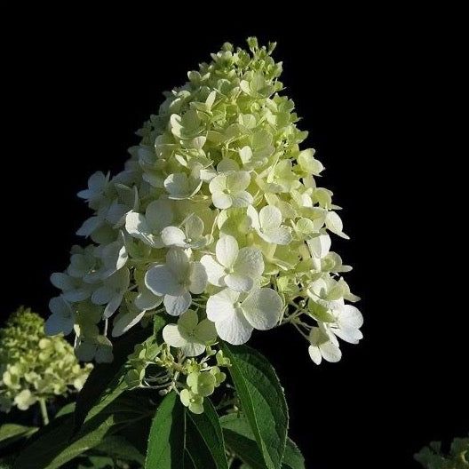 Little Hottie Hydrangea with full white panicles on sturdy stems