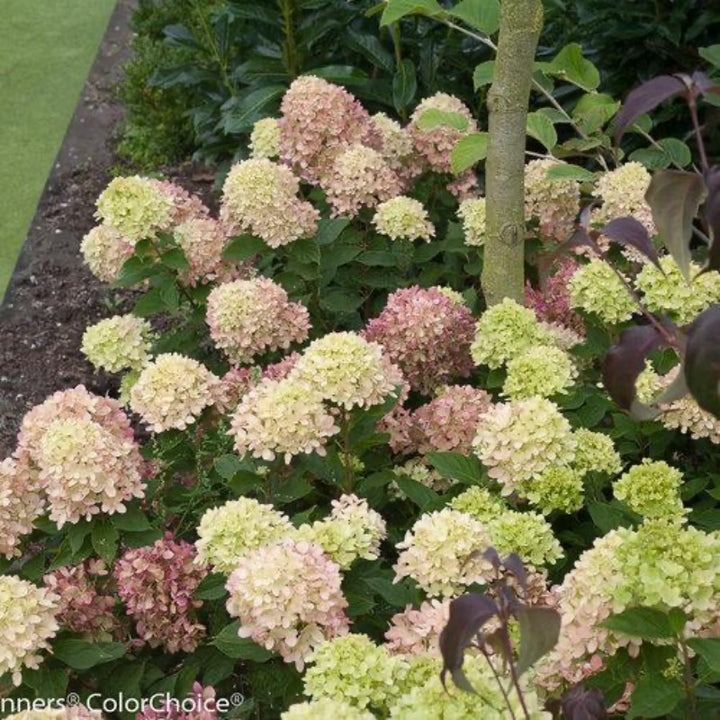 Little Lime Hydrangea with soft green flowers turning pink