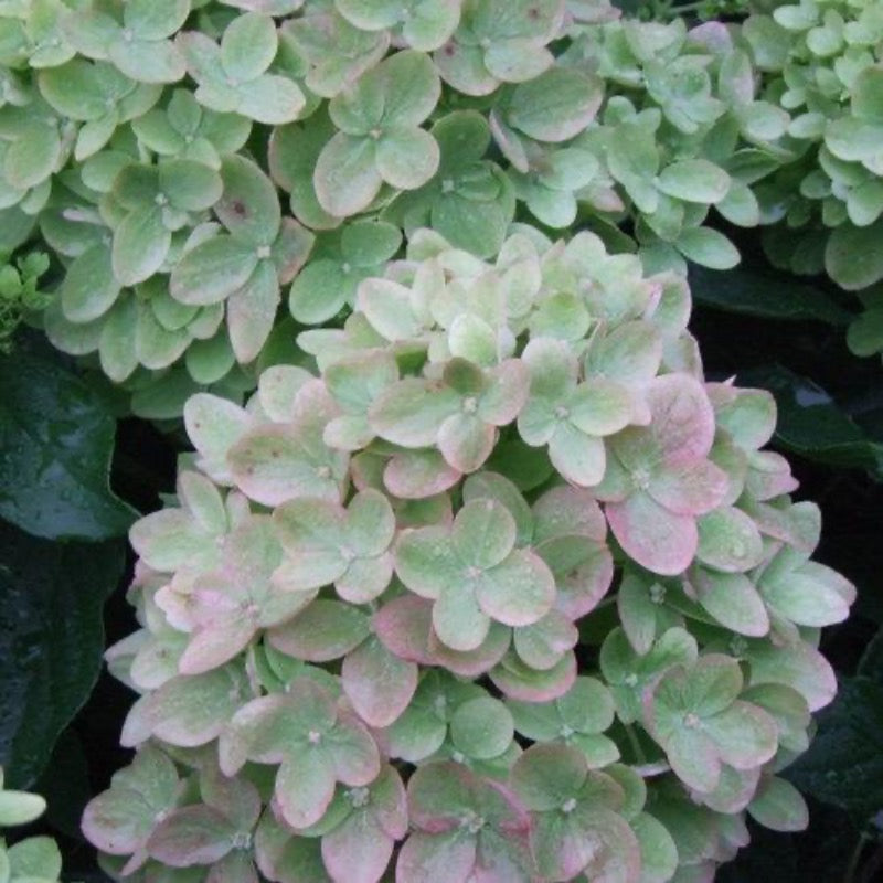 Little Lime Hydrangea with soft green flowers turning pink