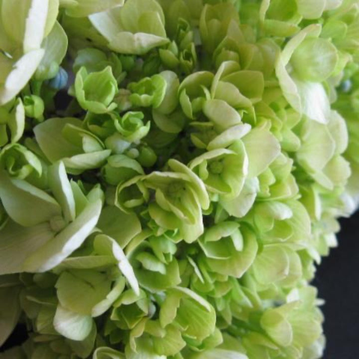 Little Lime Hydrangea with soft green flowers turning pink