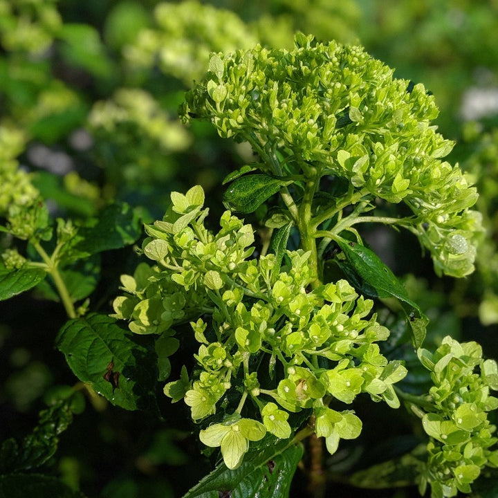 Little Lime Hydrangea with soft green flowers turning pink