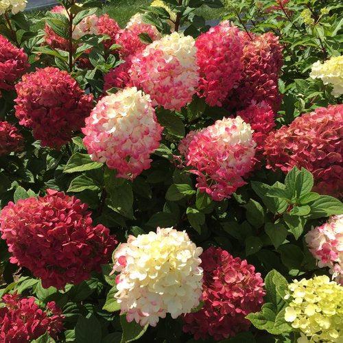 Little Lime Punch Hydrangea with green white pink and red flowers