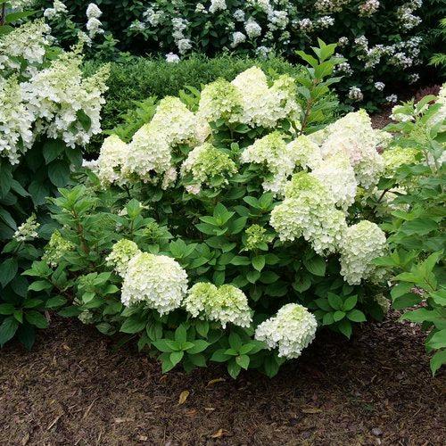 Little Lime Punch Hydrangea with green white pink and red flowers