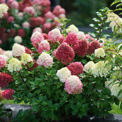 Little Lime Punch Hydrangea with green white pink and red flowers