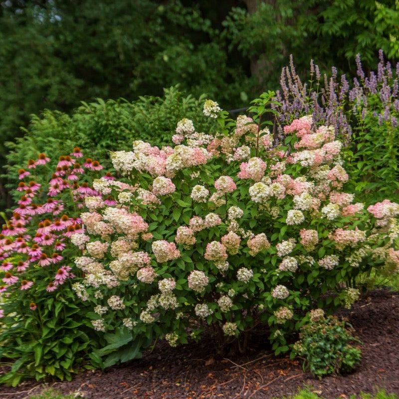 Strawberry Sundae Hydrangea with white flowers aging pink and red