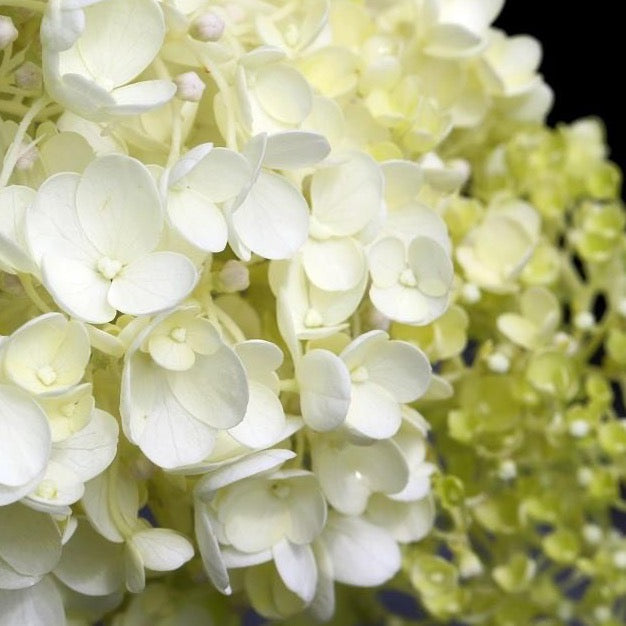 White Wedding Hydrangea with large creamy white panicle flowers