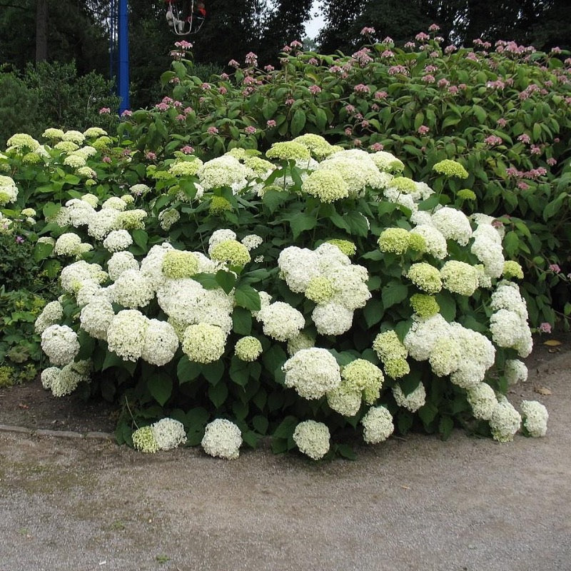 White Wedding Hydrangea with large creamy white panicle flowers