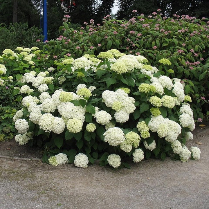 White Wedding Hydrangea with large creamy white panicle flowers