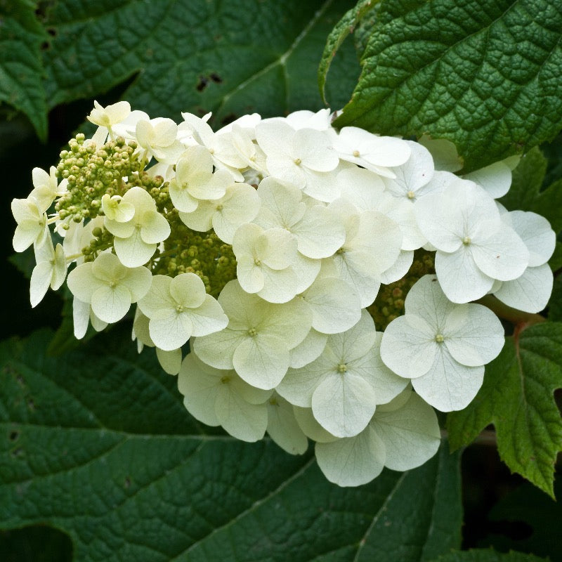 Alice Oakleaf Hydrangea with white panicles and oak shaped leaves