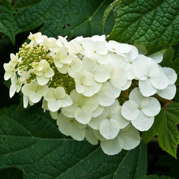 Alice Oakleaf Hydrangea with white panicles and oak shaped leaves