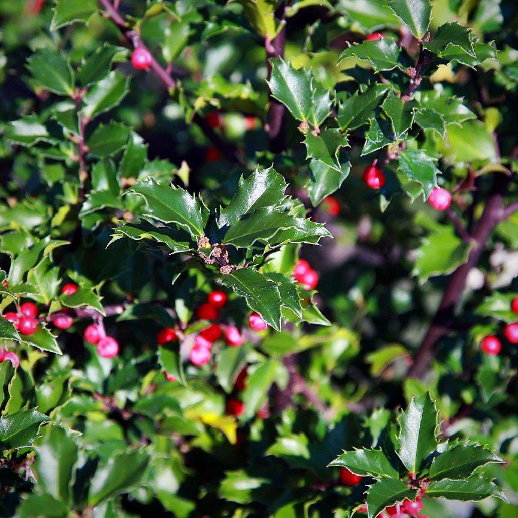 Blue Princess Ilex shrub in a 3-gallon container, showcasing glossy blue-green evergreen leaves and compact growth.