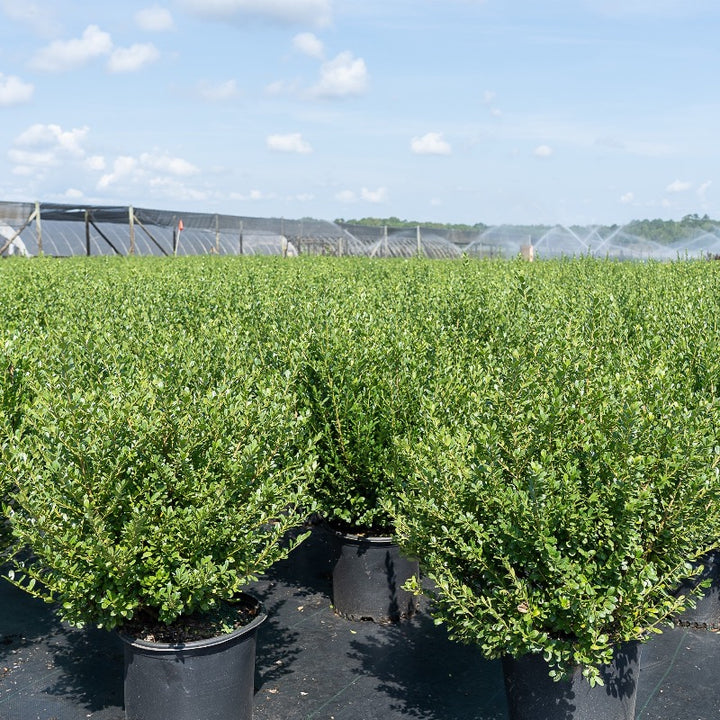 Compact Japanese Holly with small dark green evergreen leaves