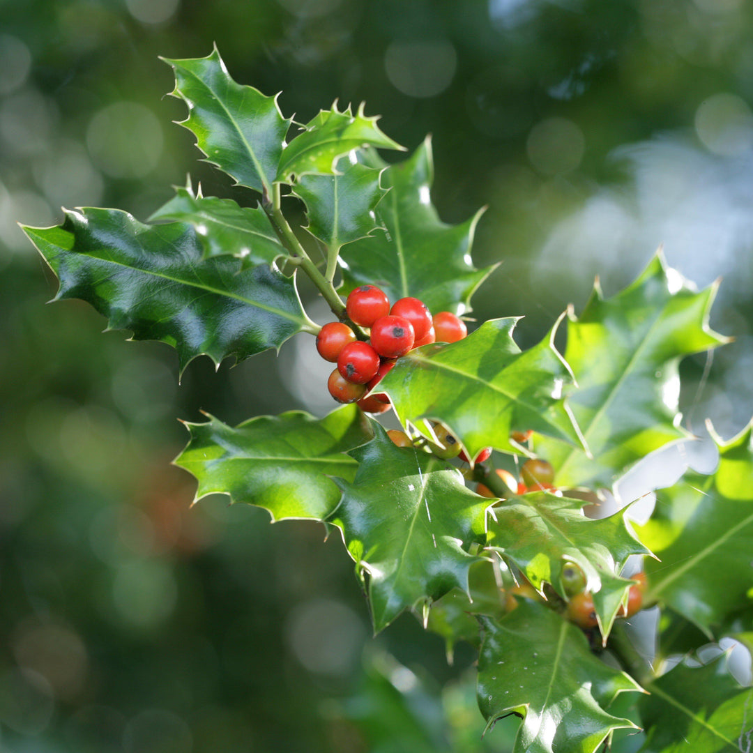 ALICE HOLLY WOOD ビーニー 74-0217-4-B gobuyplants-shrub-3-gallon-