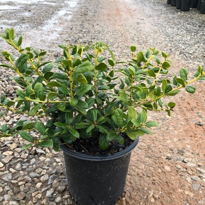 Dwarf Burford Ilex holly shrub in a 3-gallon container, with glossy green leaves, suitable for landscaping and ornamental use.