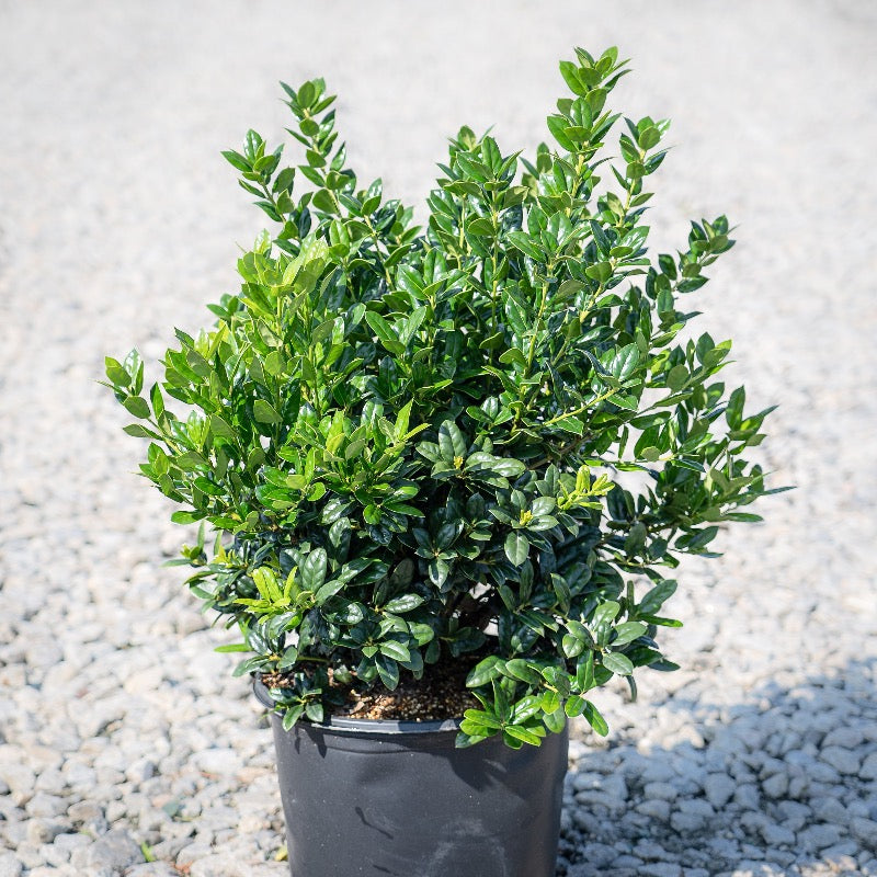 Dwarf Burford holly shrub from GoBuyPlants® with lush green foliage, ideal for landscaping or decorative garden planting.