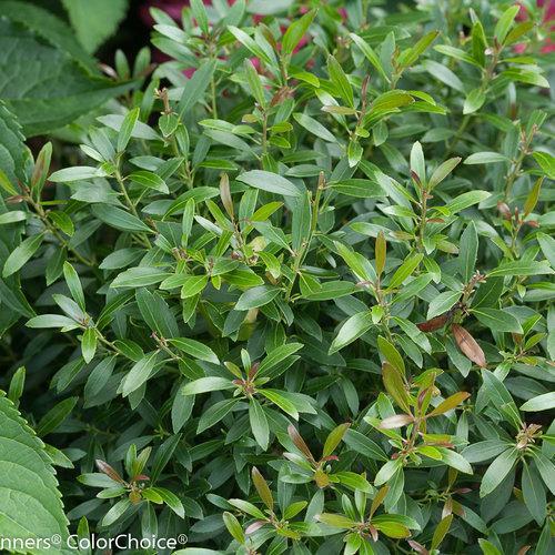 Gem Box Inkberry Holly with compact globe shaped dark green foliage