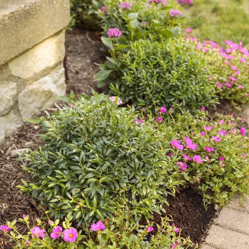 Gem Box Inkberry Holly with compact globe shaped dark green foliage