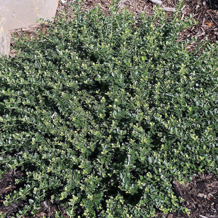 Helleri Holly with small dark green spineless leaves
