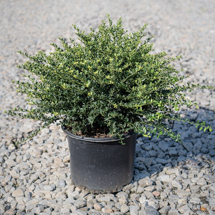 Helleri Holly with small dark green spineless leaves