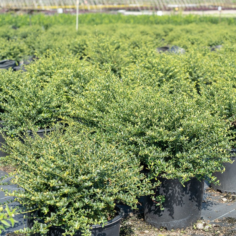 Helleri Holly with small dark green spineless leaves