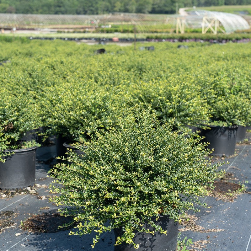Helleri Holly with small dark green spineless leaves
