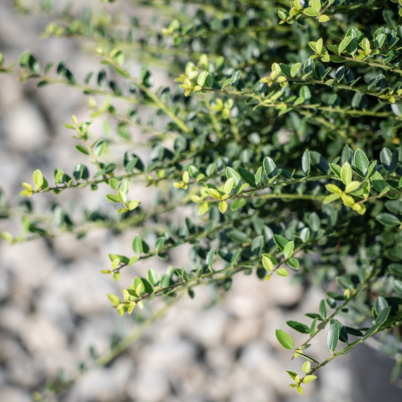 Helleri Holly with small dark green spineless leaves