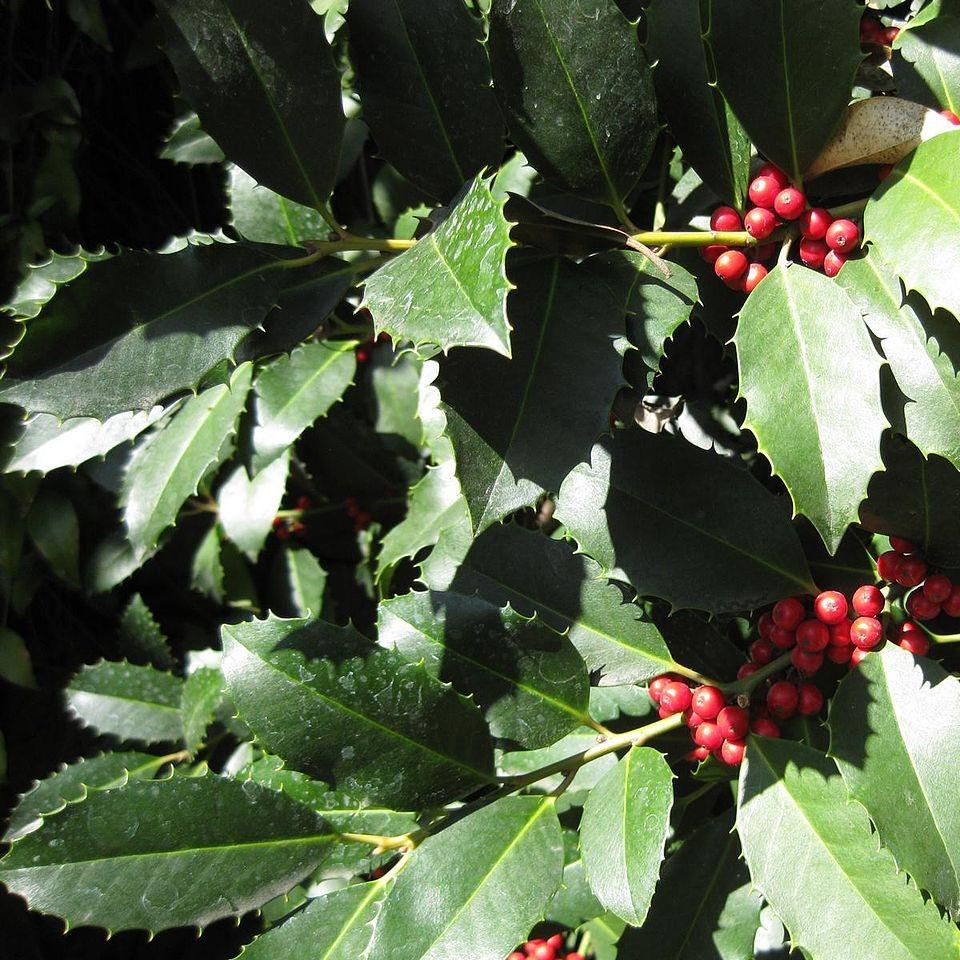 Three-gallon Ilex Liberty holly shrub from GoBuyPlants, showcasing glossy green evergreen leaves and dense shrub growth.