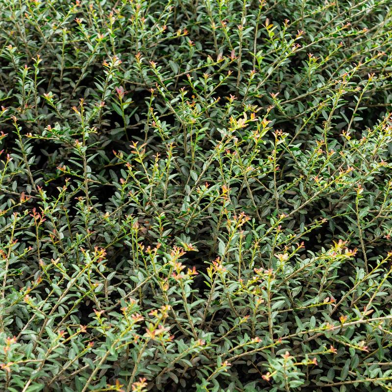 Schillings Holly with dense fine textured dark green foliage