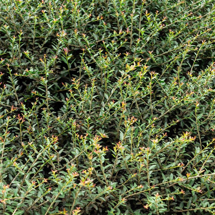 Schillings Holly with dense fine textured dark green foliage