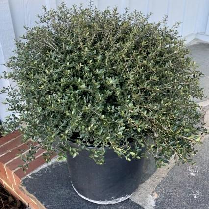 Schillings Holly with dense fine textured dark green foliage