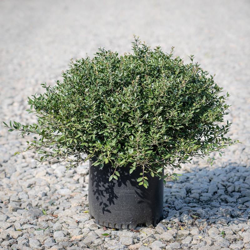 Schillings Holly with dense fine textured dark green foliage