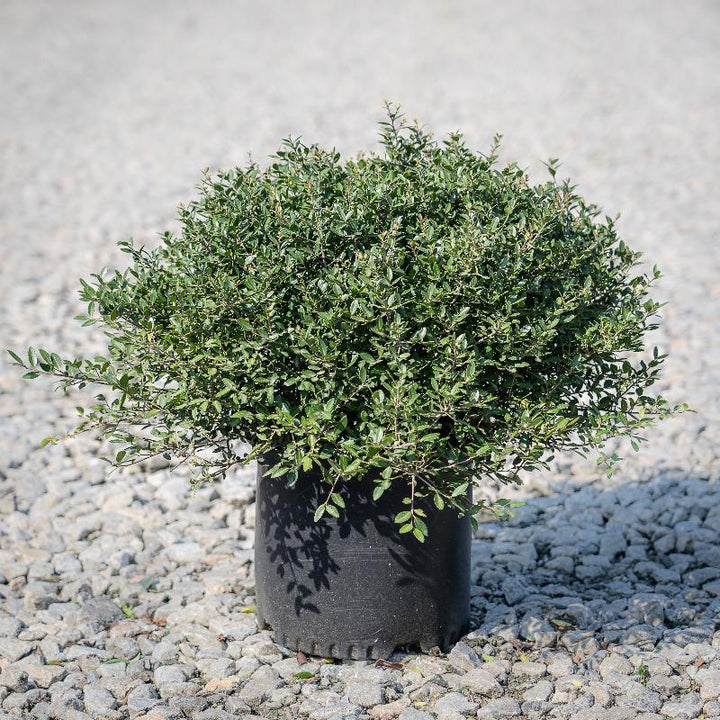 Schillings Holly with dense fine textured dark green foliage