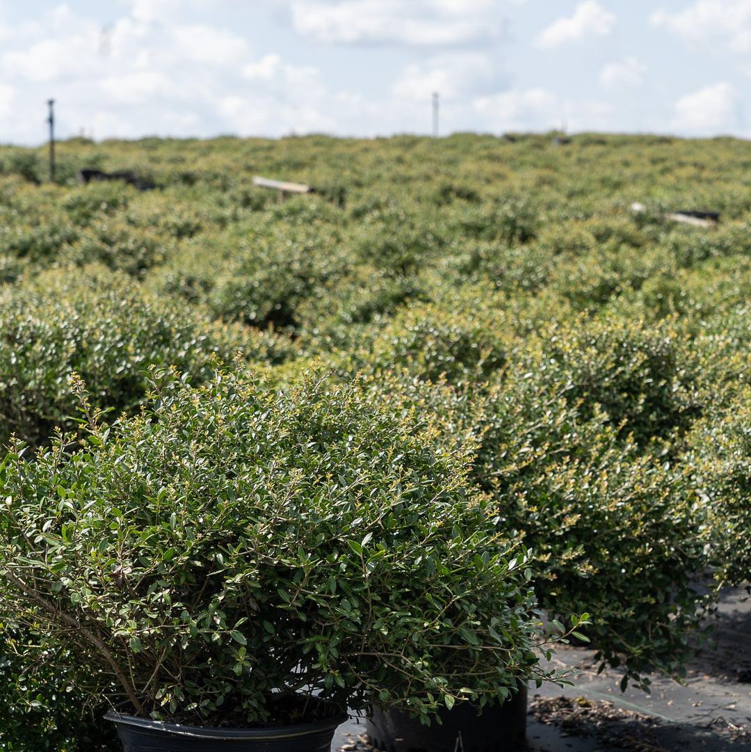 Schillings Holly with dense fine textured dark green foliage