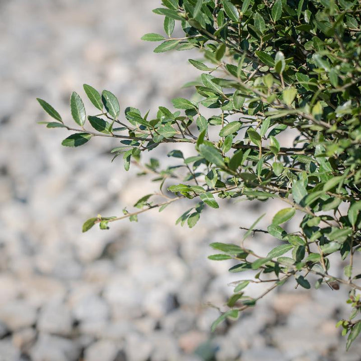 Schillings Holly with dense fine textured dark green foliage