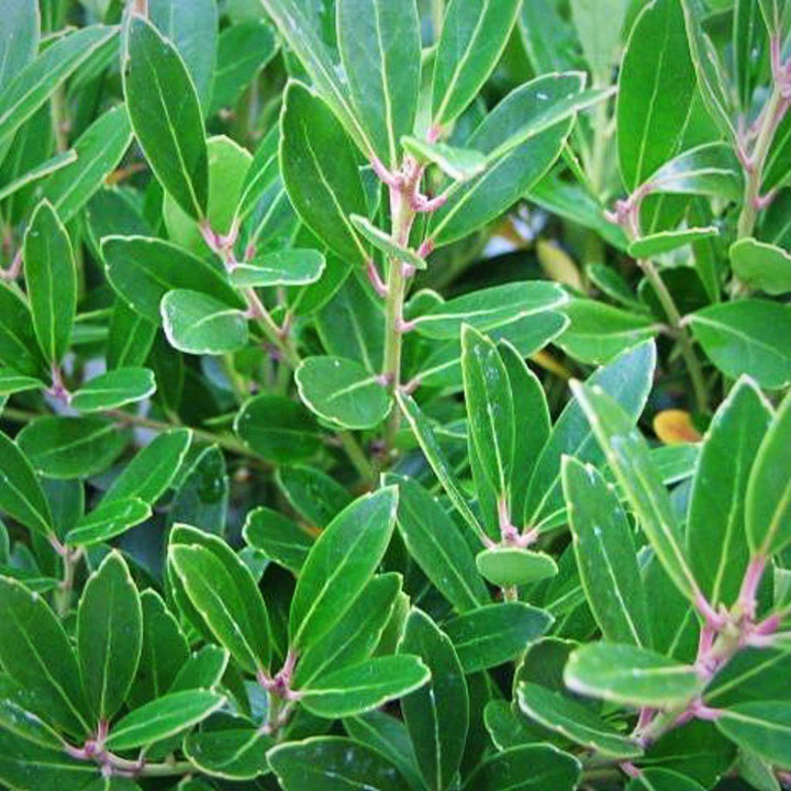 Shamrock Inkberry Holly with bright green foliage and blue black berries