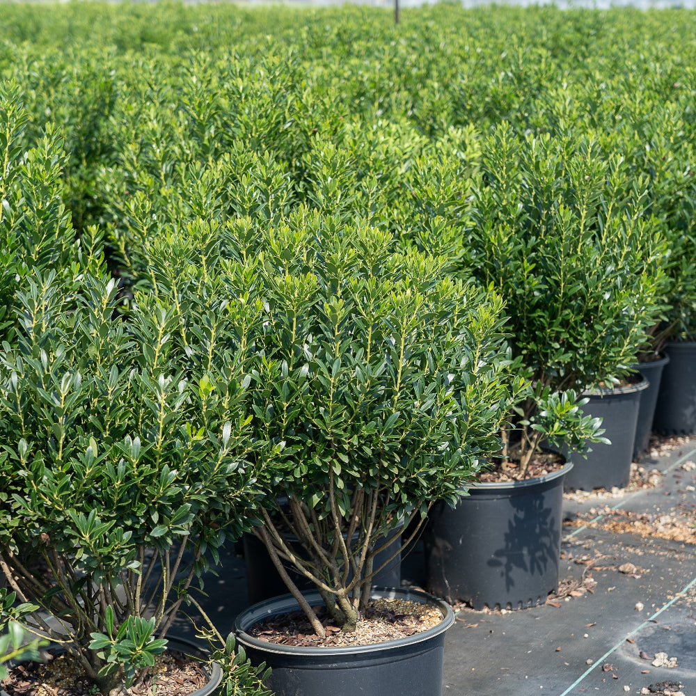 Shamrock Inkberry Holly with bright green foliage and blue black berries