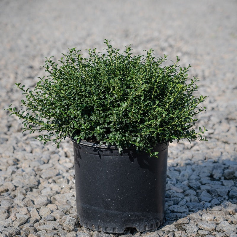 Soft Touch Holly with compact soft textured dark green foliage