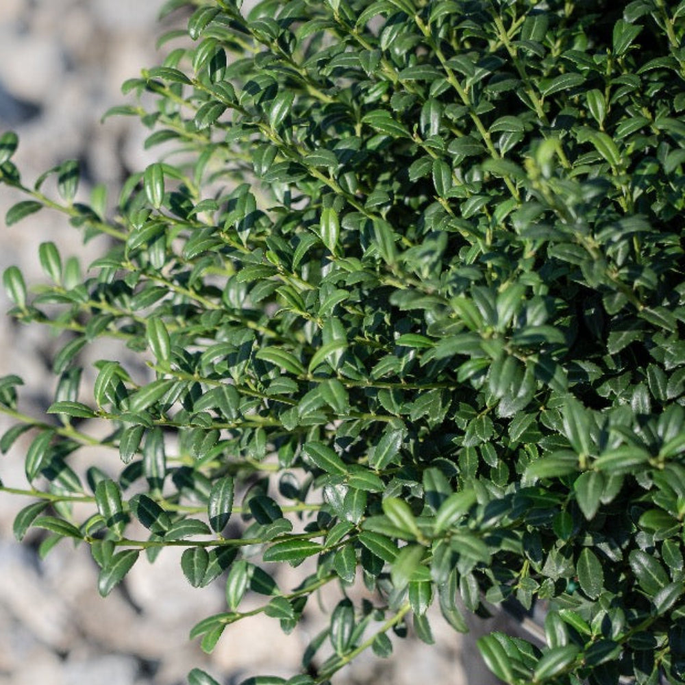 Soft Touch Holly with compact soft textured dark green foliage