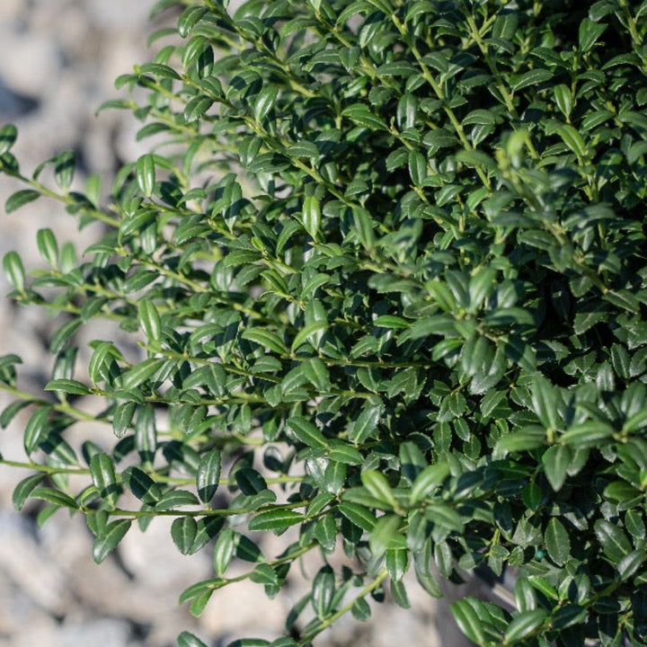 Soft Touch Holly with compact soft textured dark green foliage