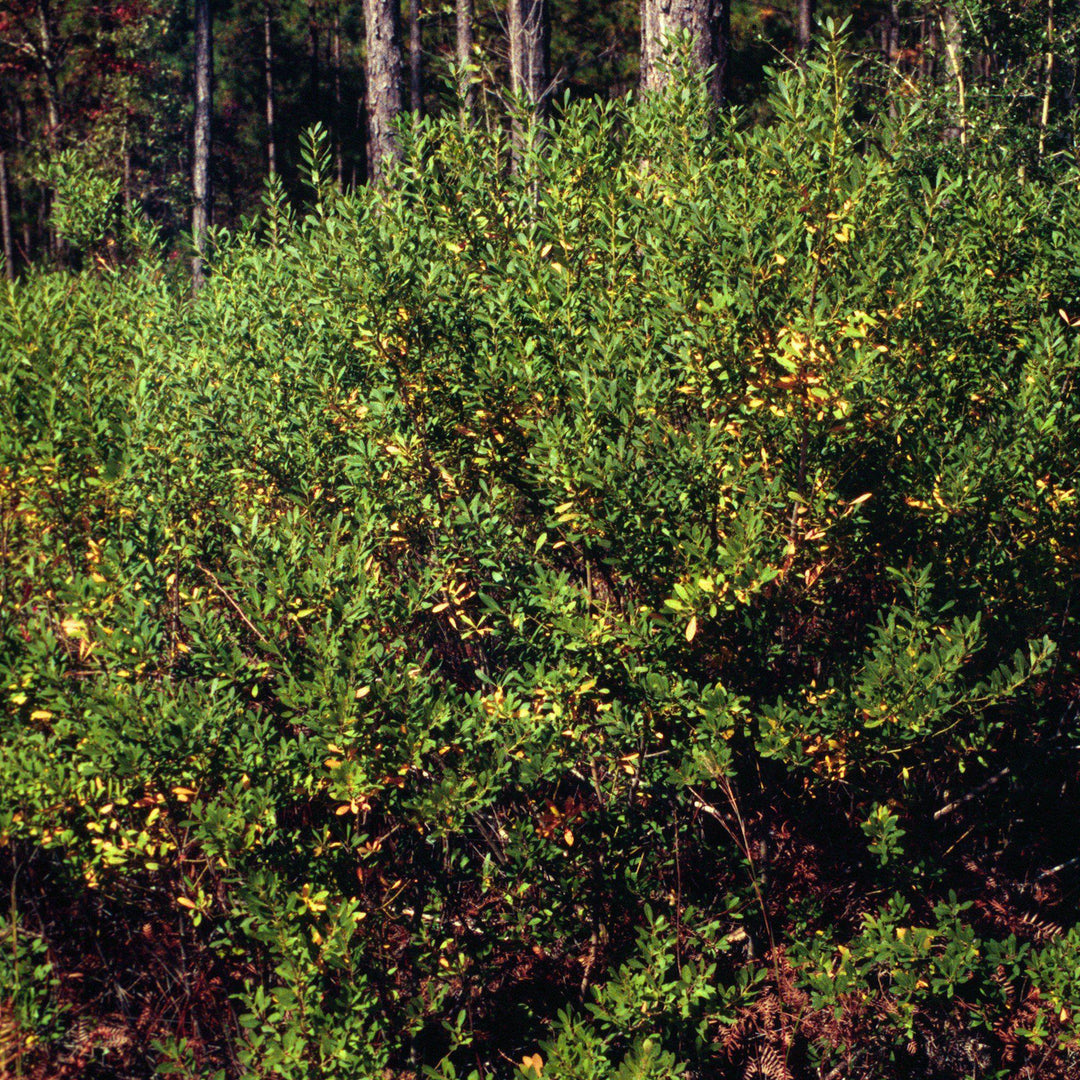 Southern Gentleman Winterberry with upright green foliage