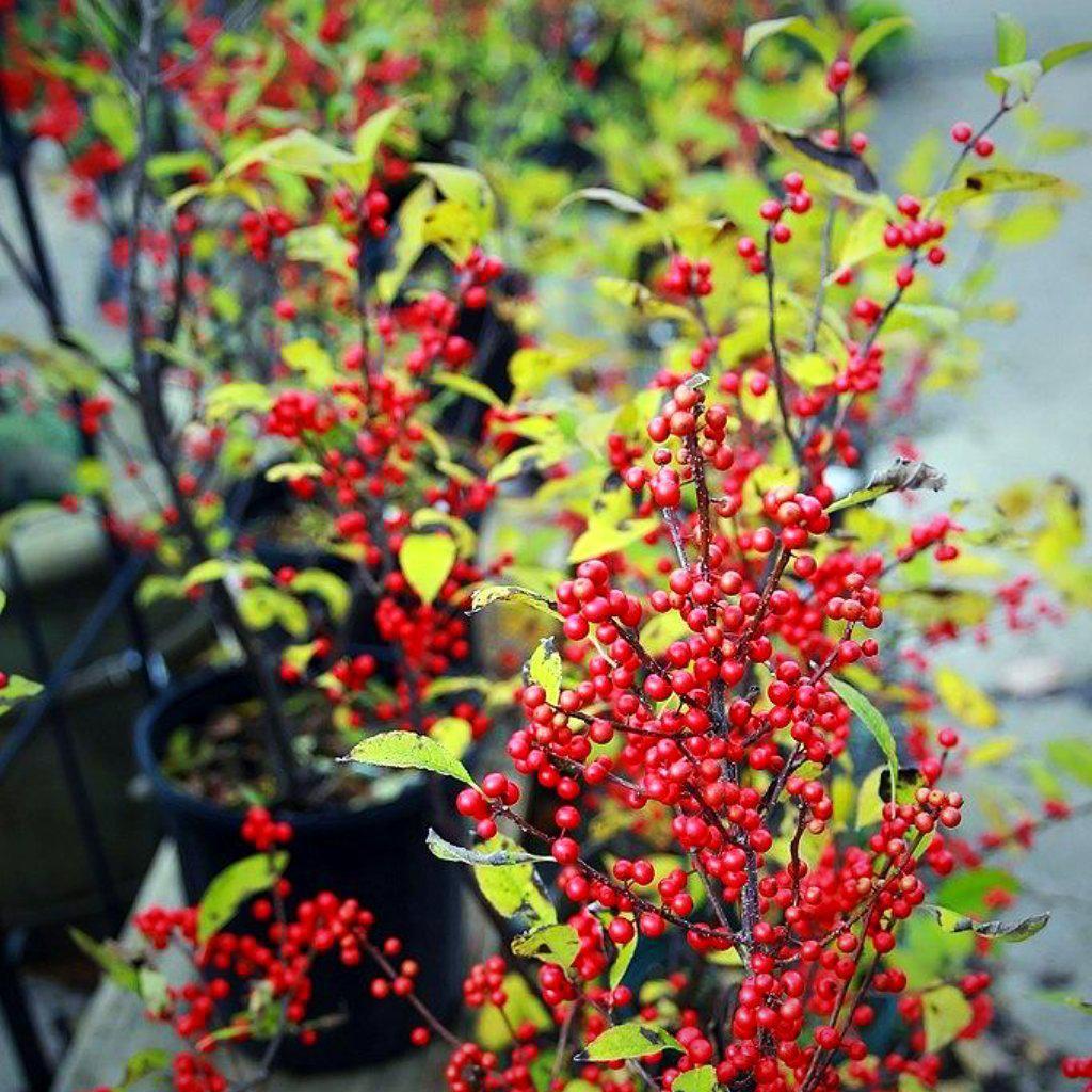 Sparkleberry Winterberry with heavy clusters of bright red berries