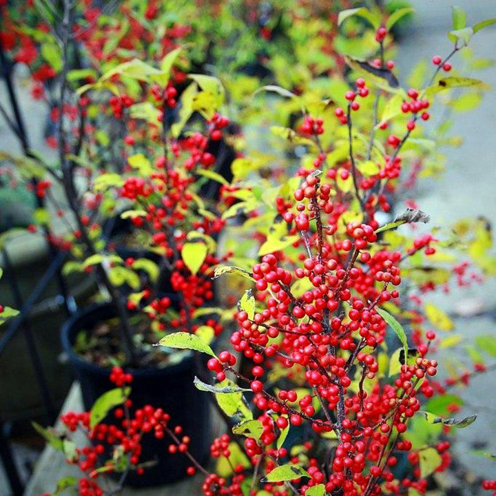 【特別価格】「バカラ スノーウィーツリー」のレッドです。傷を付けてしまいました。 Ilex verticillata Wildfire™ Wildfire™ Winterberry from Dietrich