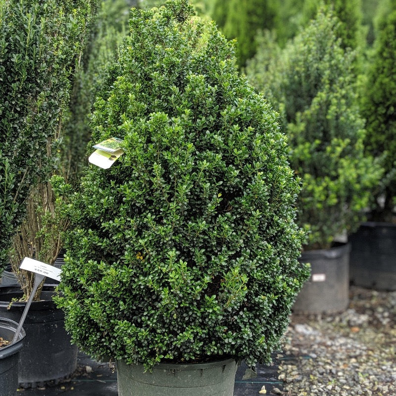 3-gallon Ilex Steeds evergreen shrub by GoBuyPlants, showcasing lush, dense green foliage ideal for landscaping.