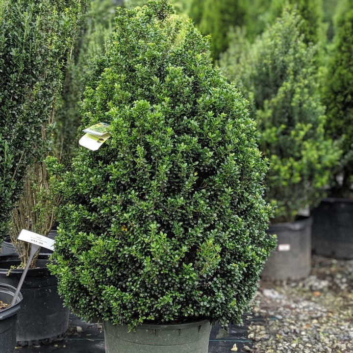 3-gallon Ilex Steeds evergreen shrub by GoBuyPlants, showcasing lush, dense green foliage ideal for landscaping.