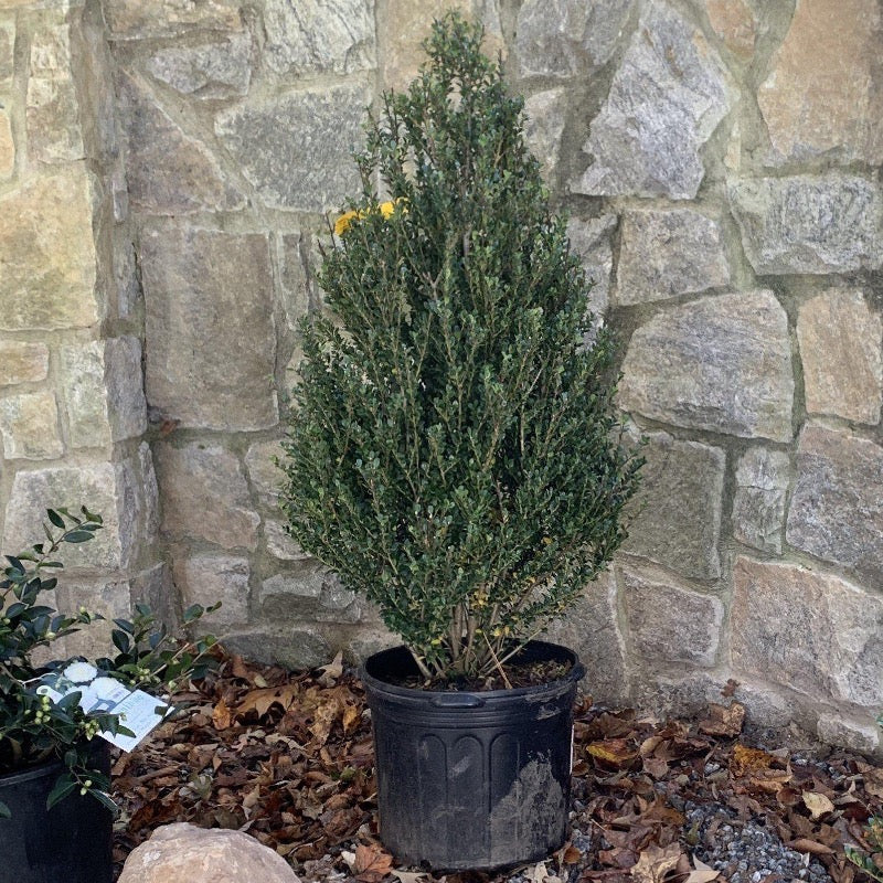 3-gallon Ilex Steeds evergreen shrub with dense green foliage, ideal for landscaping and privacy screens.