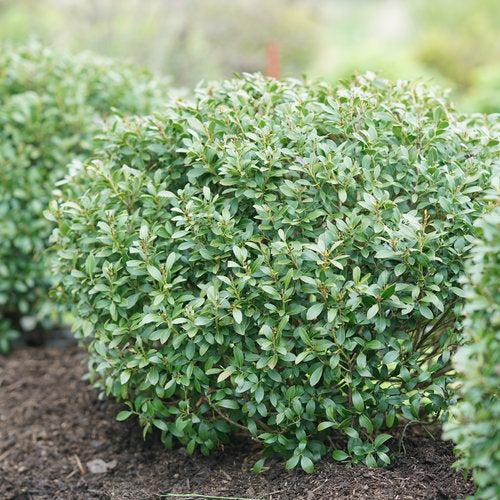 Strongbox Inkberry Holly with compact dense green foliage