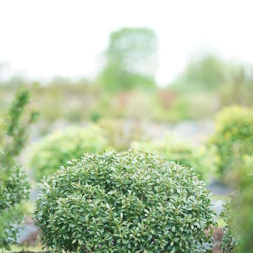 Strongbox Inkberry Holly with compact dense green foliage