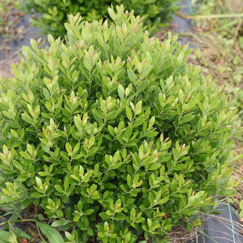 Strongbox Inkberry Holly with compact dense green foliage
